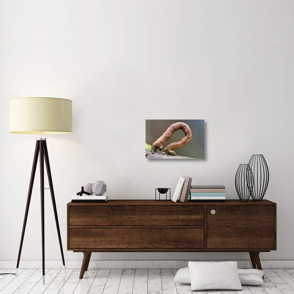 Global Gallery Looper Moth Caterpillar Crawling, Mindo, Western Slope of Andes, Ecuador-Canvas Art-24'x16'
