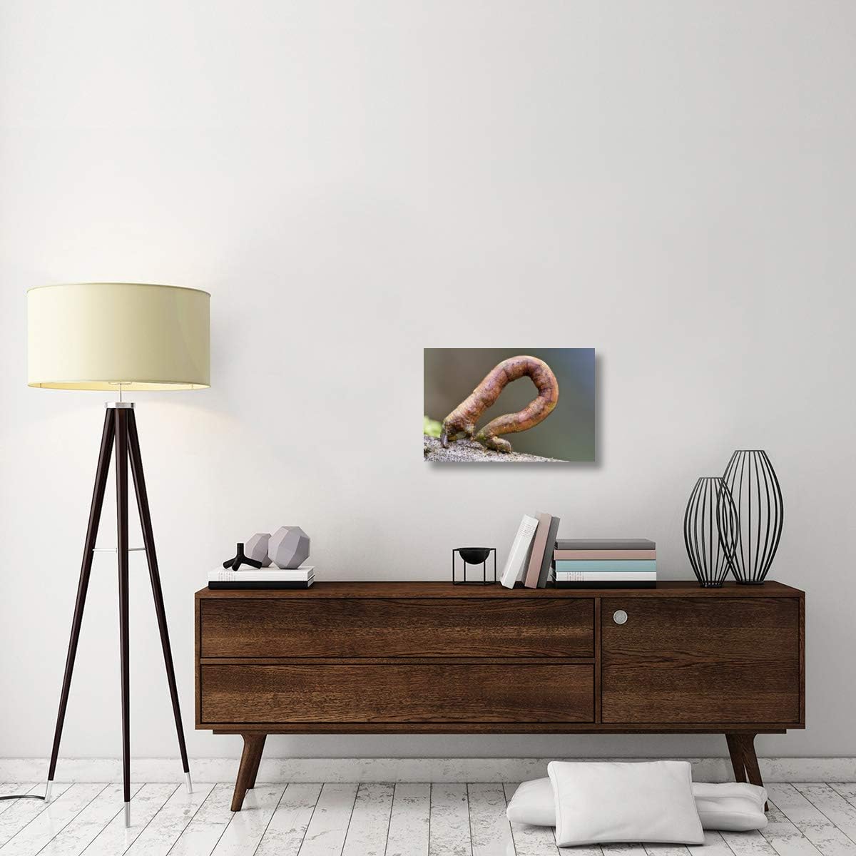 Global Gallery Looper Moth Caterpillar Crawling, Mindo, Western Slope of Andes, Ecuador-Canvas Art-24'x16'