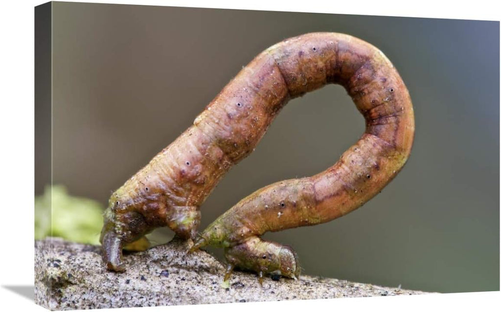 Global Gallery Looper Moth Caterpillar Crawling, Mindo, Western Slope of Andes, Ecuador-Canvas Art-24'x16'