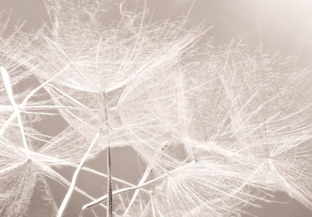 artgeist - Hand-Textured Canvas Wall Art Dandelion 59x20 in - Painting Canvas Prints - Acrylic Gel Texture - Picture Artwork Image - Contemporary Wall Home Beige Grey Sepia Flowers Nature b-C-0161-b-a