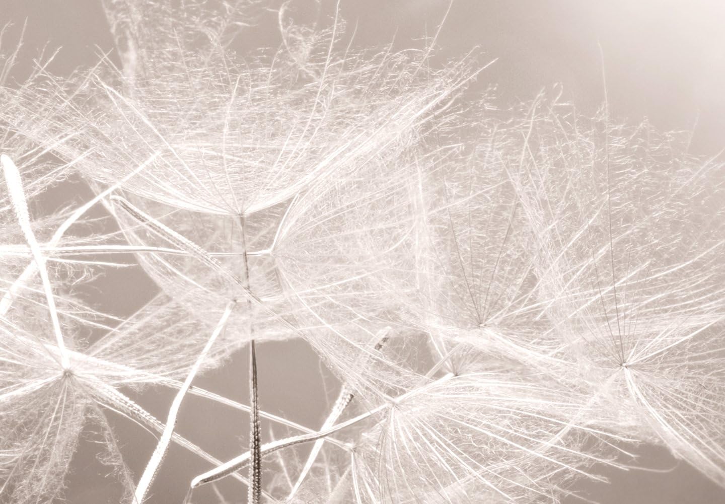 artgeist - Hand-Textured Canvas Wall Art Dandelion 59x20 in - Painting Canvas Prints - Acrylic Gel Texture - Picture Artwork Image - Contemporary Wall Home Beige Grey Sepia Flowers Nature b-C-0161-b-a