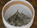 Case / 12 Rolls Slippery Caterpillar Barrier Tape Gypsy Moth/Sponge Moth Tree Band Wrap Protection