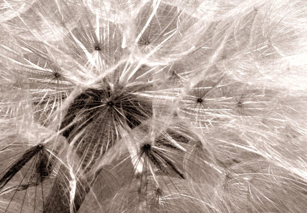artgeist - Hand-Textured Canvas Wall Art Dandelion 59x20 in - Painting Canvas Prints - Acrylic Gel Texture - Picture Artwork Image - Contemporary Wall Home Beige Grey Sepia Flowers Nature b-C-0161-b-a