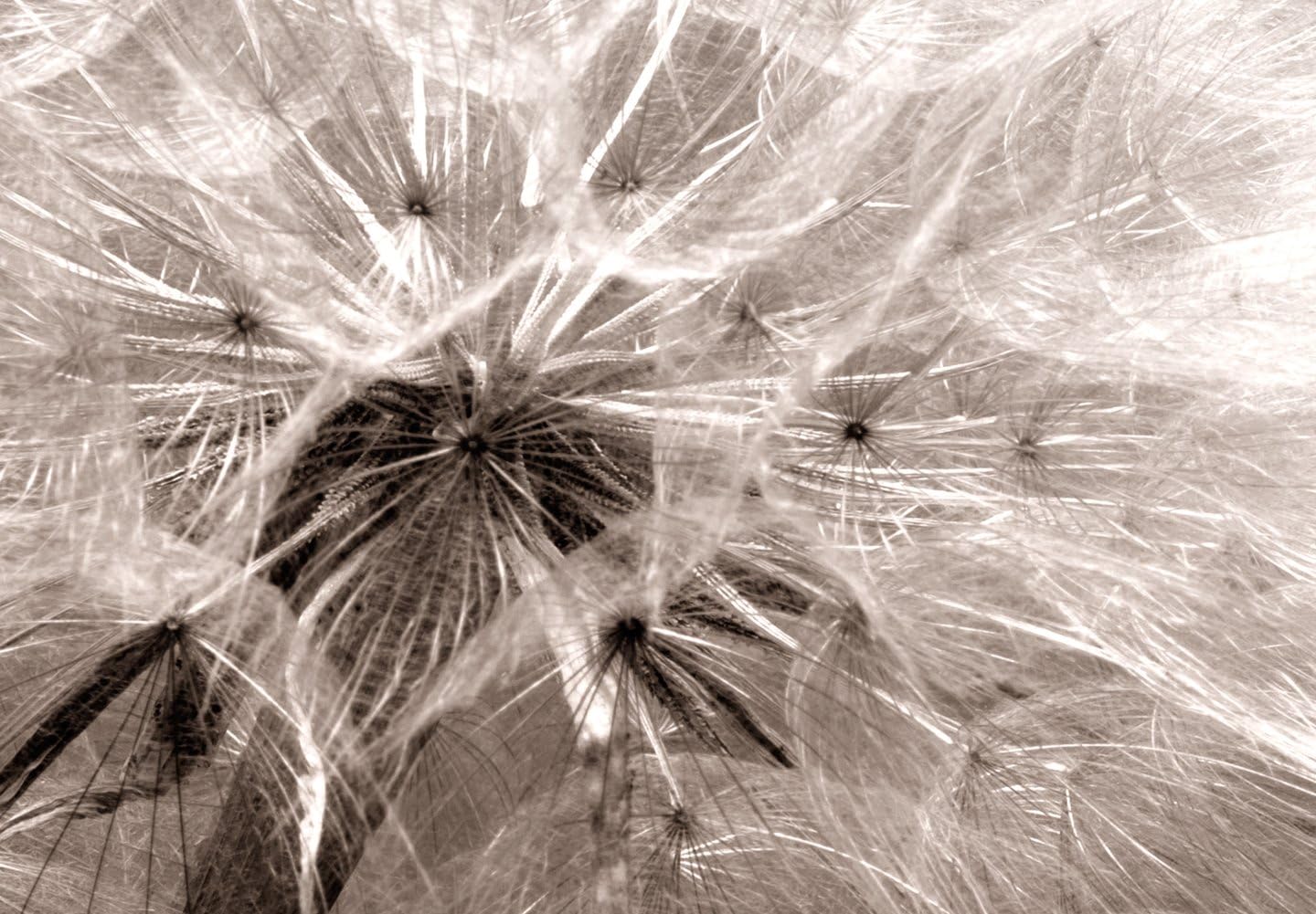 artgeist - Hand-Textured Canvas Wall Art Dandelion 59x20 in - Painting Canvas Prints - Acrylic Gel Texture - Picture Artwork Image - Contemporary Wall Home Beige Grey Sepia Flowers Nature b-C-0161-b-a
