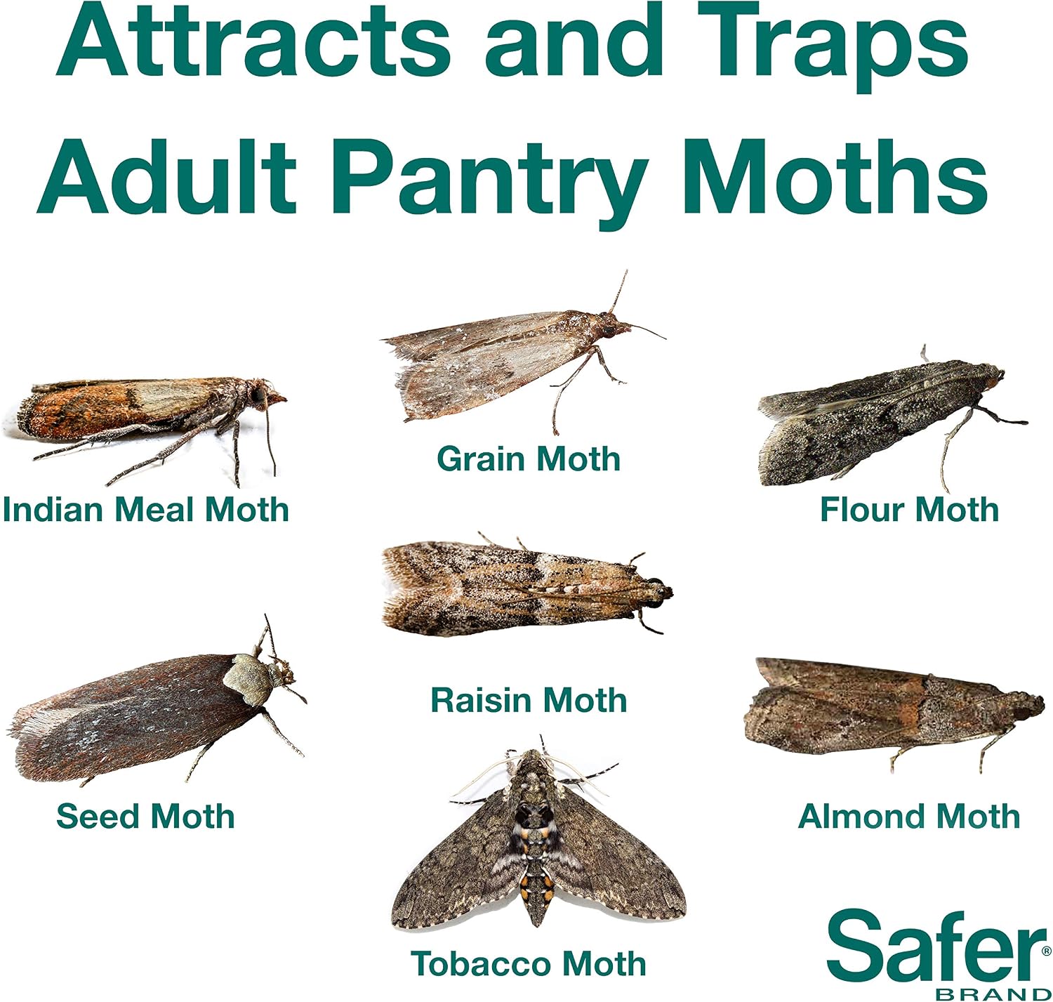 Safer Brand 05140 Pantry Moth Pest Trap and Killer for Grain, Flour, Meal and Seed Moths - 24 Traps
